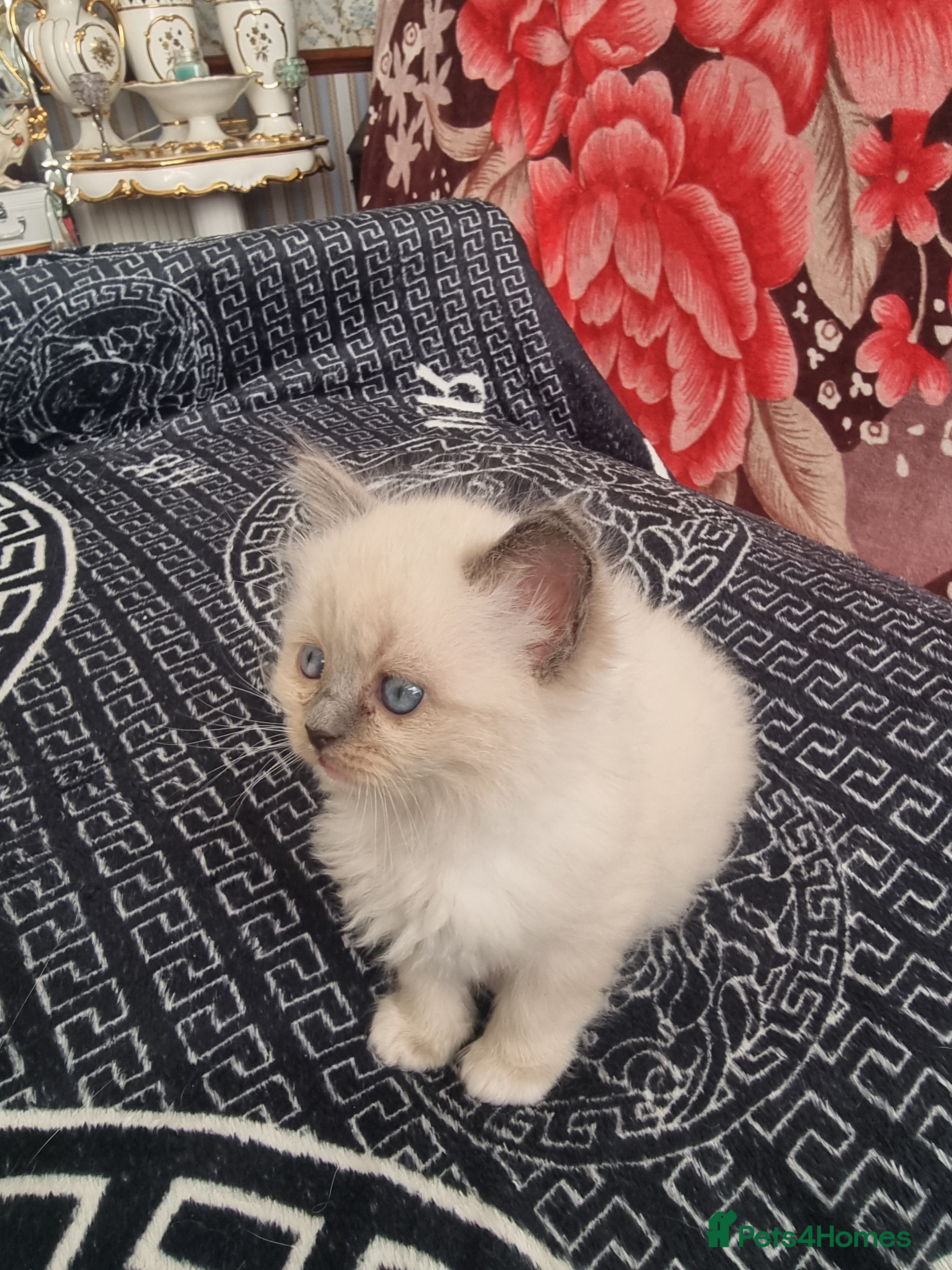 Ragdoll cats for sale: Ragdoll  - Advert 30