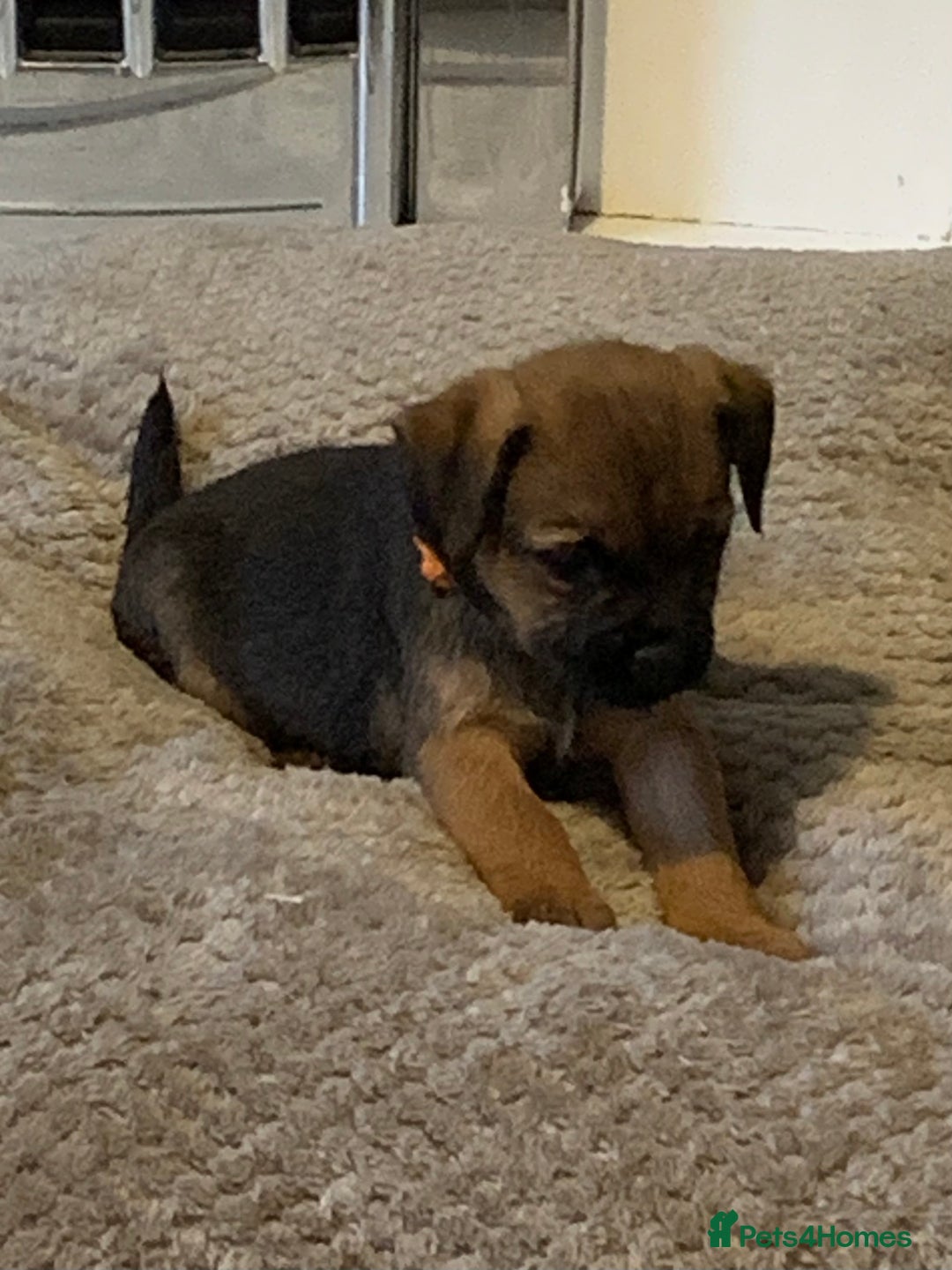 Border Terrier dogs for sale: Healthy Companions KC registered  - Advert 28