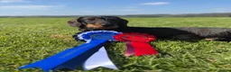 Miniature Dachshund dogs for stud: Stud: KCReg Miniature Wirehaired Dachshund/Teckel in Ryton - Advert 6