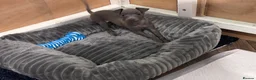 Italian Greyhound dogs for sale: Italian greyhound  in Holyhead - Advert 2