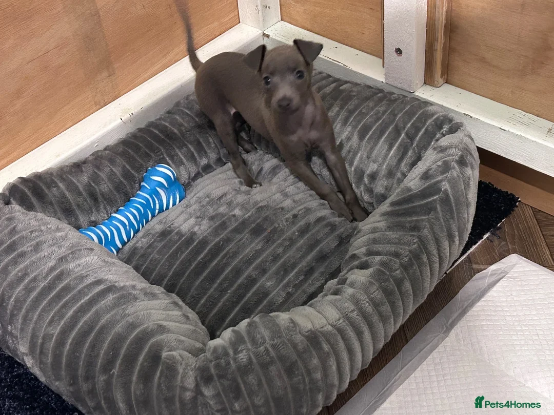 Italian Greyhound dogs for sale: Italian greyhound  in Holyhead - Advert 2