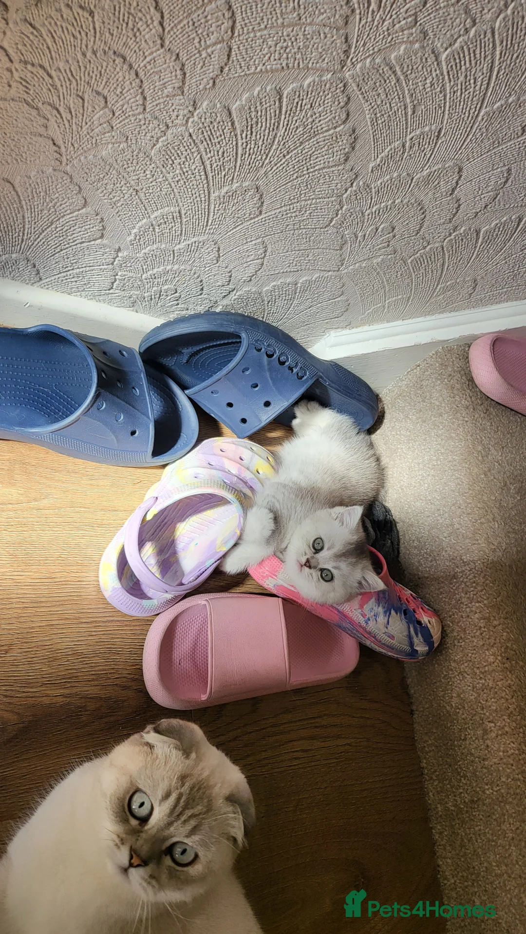British Shorthair cats for sale: Amazing Scottish fold girls - Advert 2