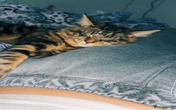 Maine Coon cats for sale: My beautiful stormy - Image 2