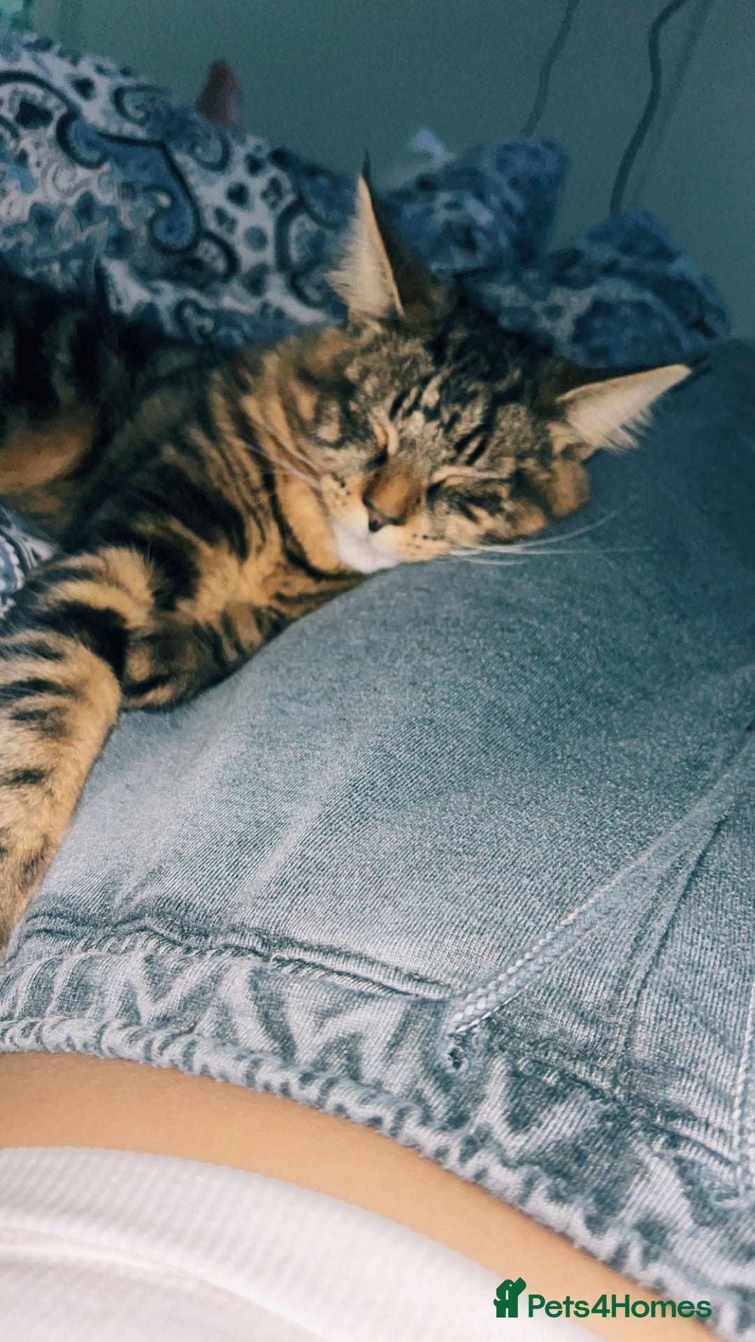 Maine Coon cats for sale: My beautiful stormy - Image 2