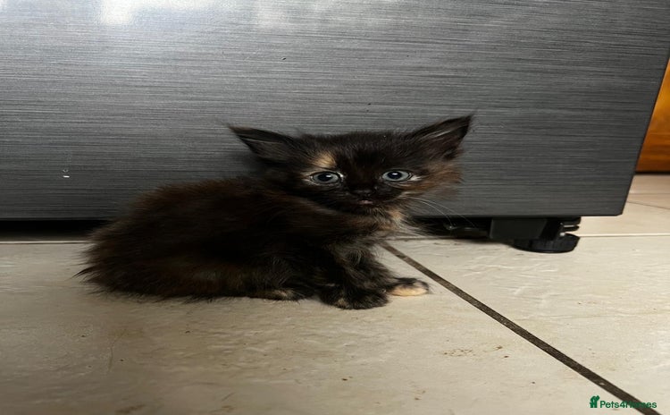 British Shorthair cats for sale - Advert 1