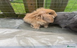 Mini Lion Lop rabbits for sale: Beautiful baby mini lion lops  - Image 2
