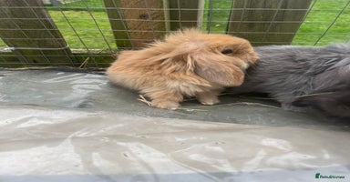 Mini Lion Lop rabbits - Advert 10