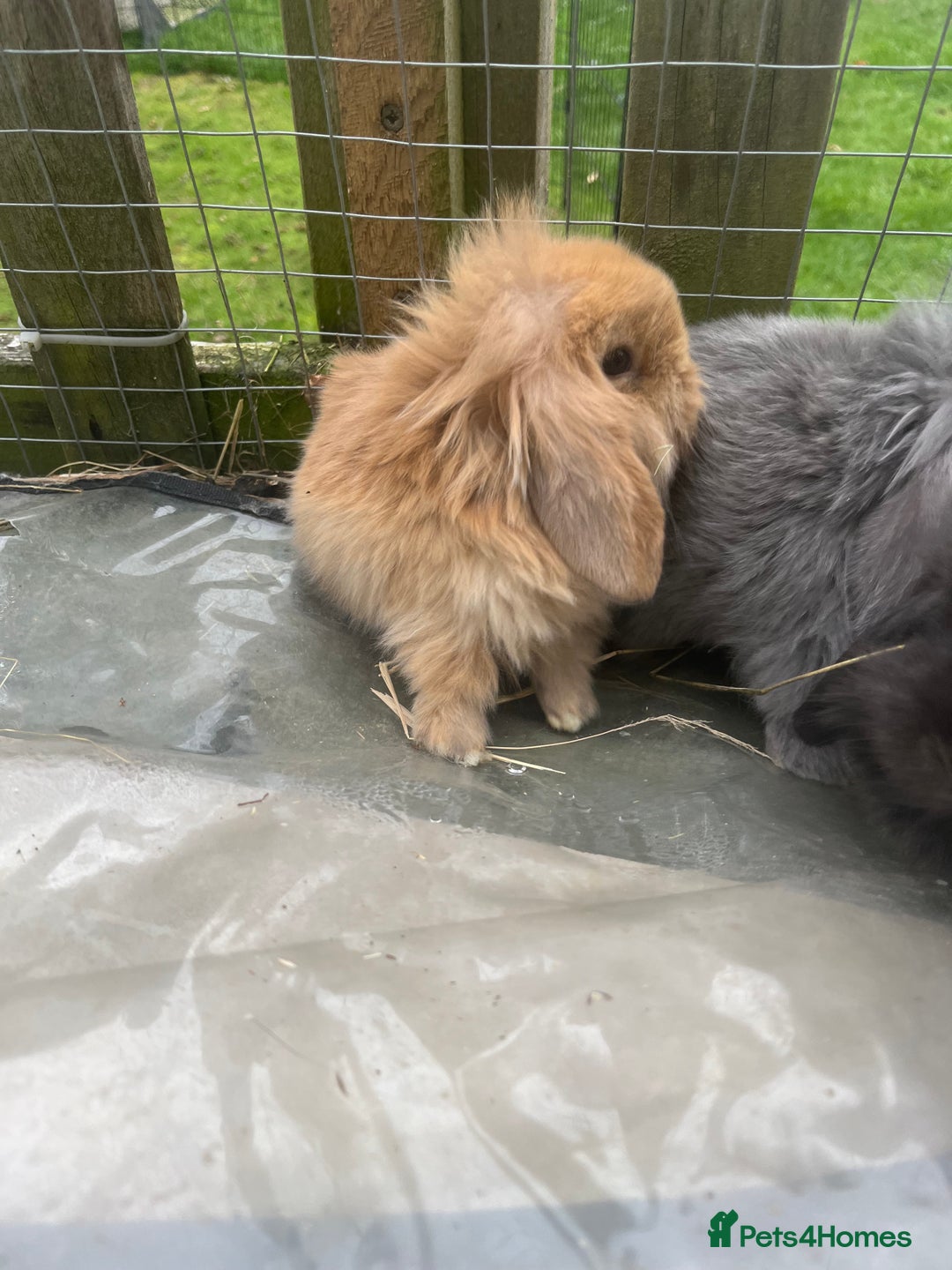 Mini Lion Lop rabbits for sale: Beautiful baby mini lion lops  - Image 2