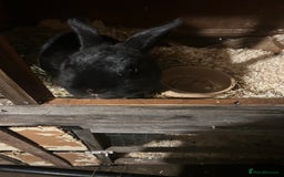 English rabbits for sale: 3 Rabbits  - Image 2