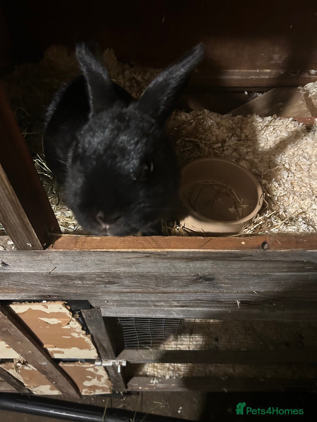 English rabbits for sale: 3 Rabbits  - Image 2
