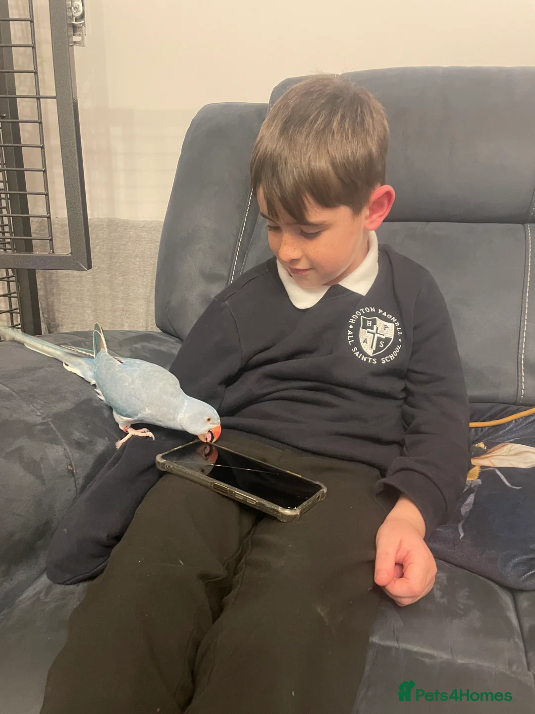 Ringnecks birds for sale: Ringneck - Advert 2