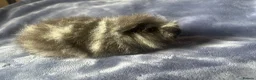 Guinea Pig rodents for sale: Swiss Guinea pigs  - Advert 3