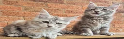 Maine Coon cats for sale: 2 Beautiful Maine coon kittens - Advert 8