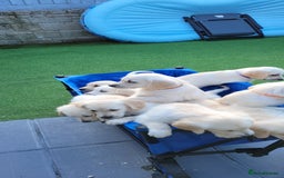 Golden Retriever dogs for sale: READY NOW Stunning Golden Retriever PUPPIES-3 LEFT - Image 14