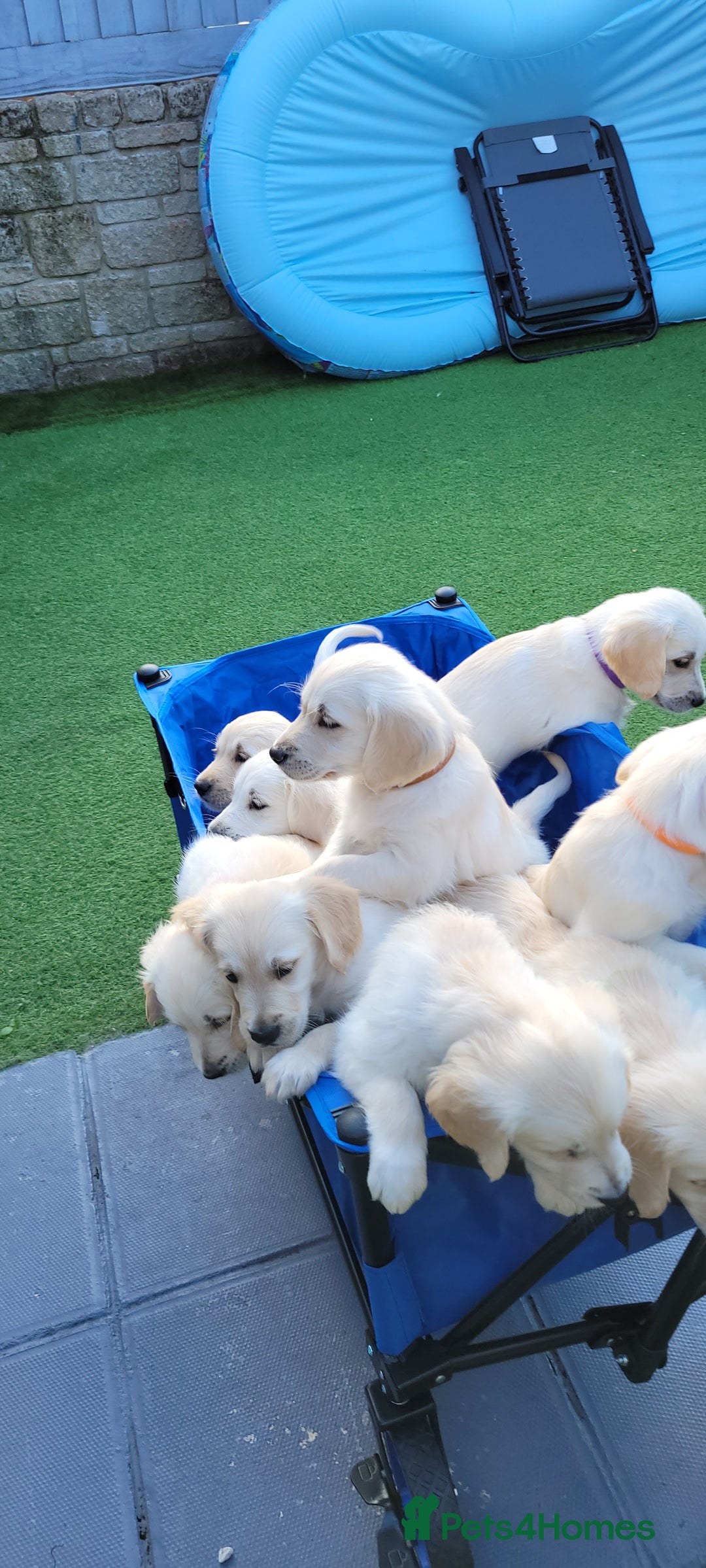 Golden Retriever dogs for sale: READY NOW Stunning Golden Retriever PUPPIES-3 LEFT - Image 14