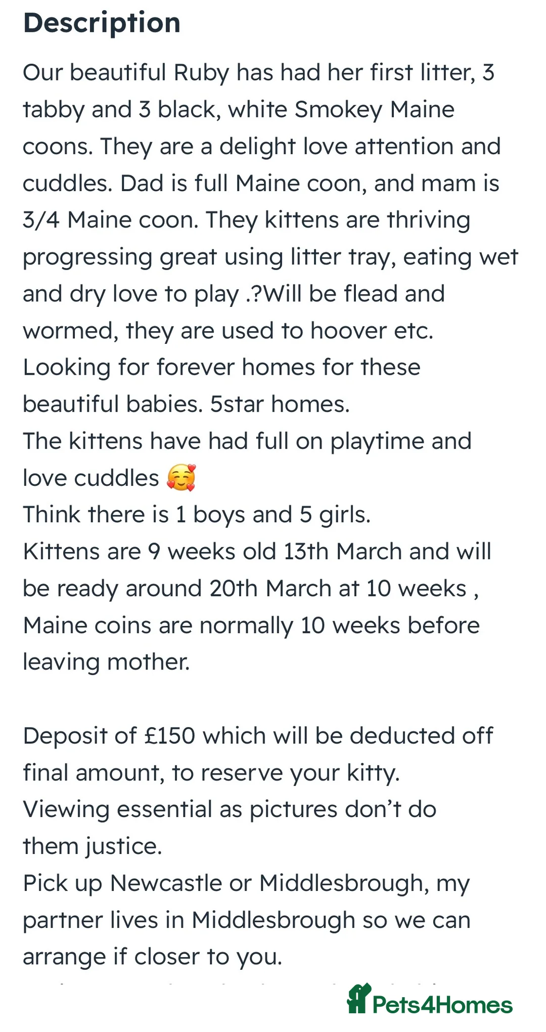 Maine Coon cats for sale: 4 Beautiful 3/4 Maine coon Kittens  - Advert 13