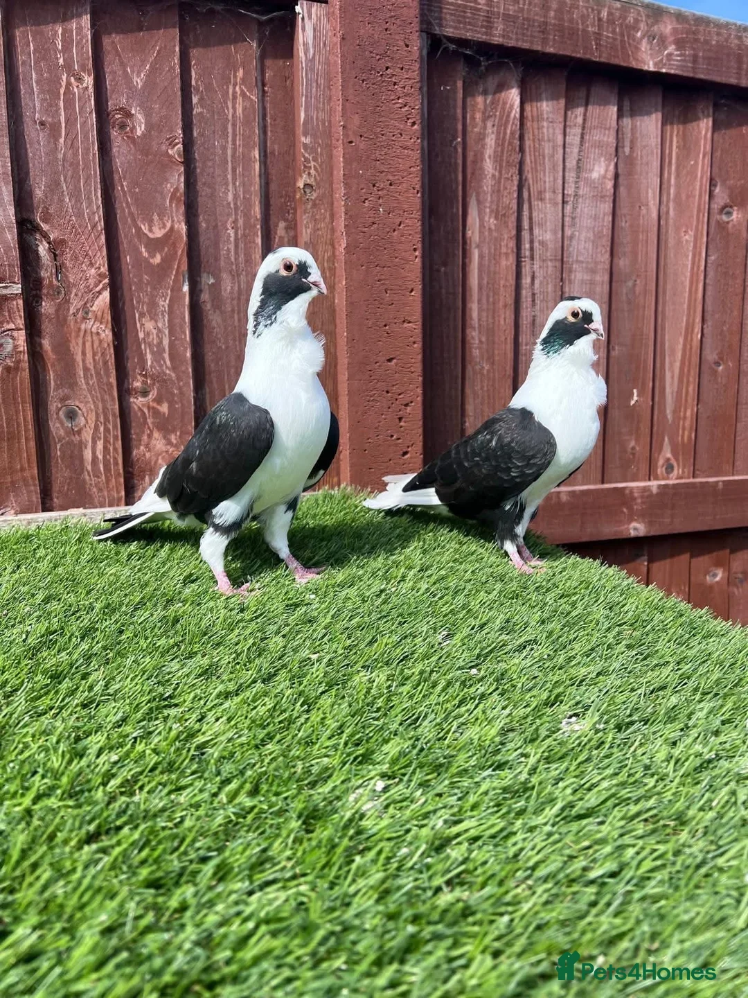 Pigeons birds for sale: Turkish Pigeons for Sale - Advert 1