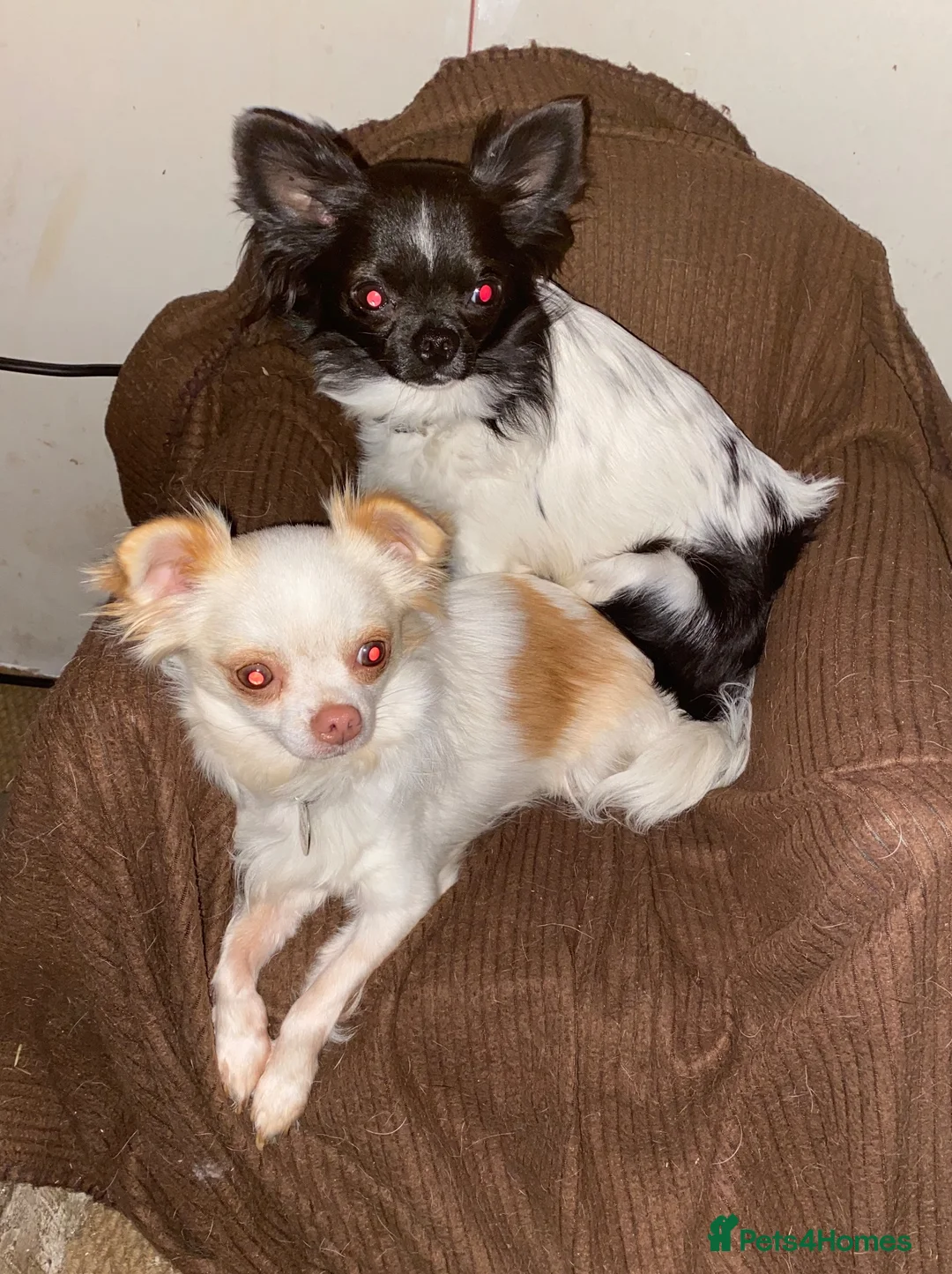 Chihuahua dogs for sale: Chihuahua brother - Advert 1