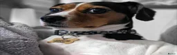 Mixed Breed dogs for sale: Lady Daisy age 5 requires a loving home  - Advert 4