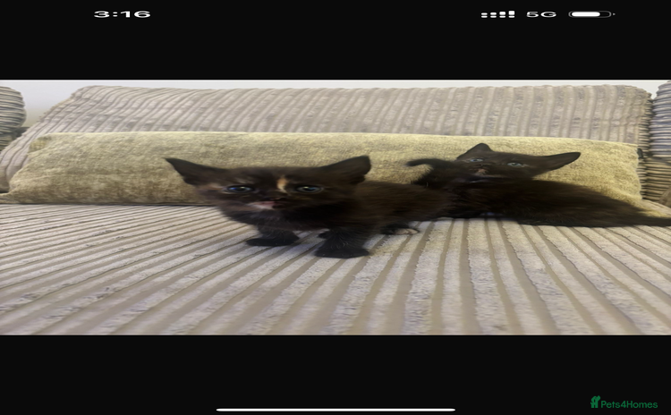 Mixed Breed cats - Advert 8