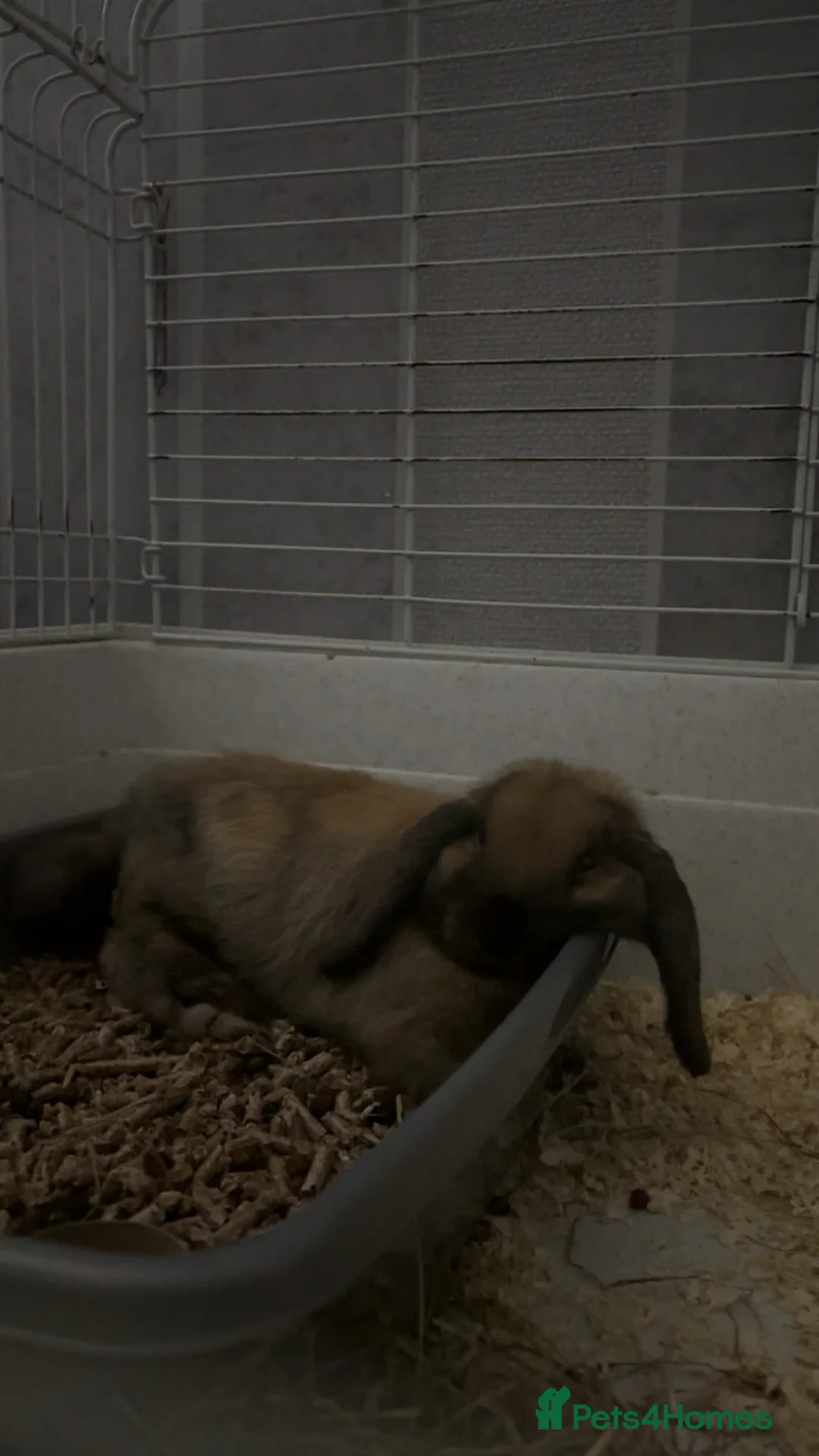 Dwarf Lop rabbits for sale: Male Dwarf Lop Bunny –  Cage Included in Basildon - Advert 1