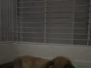 Dwarf Lop rabbits Male Dwarf Lop Bunny – Cage Included - Advert 13