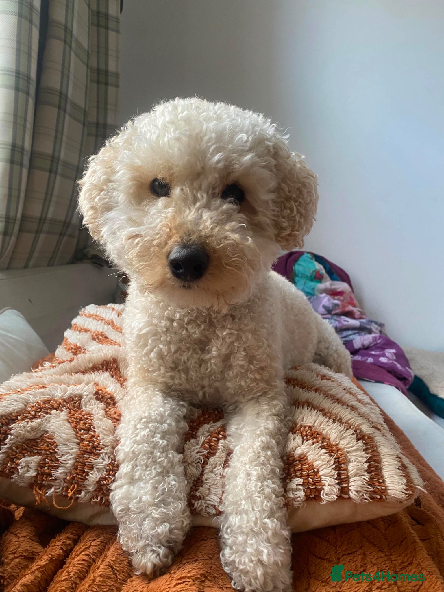 Poochon dogs Lovable Poodle Bichon (Poochon) - Advert 10