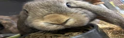 Mini Lop rabbits for sale: Mini Lop Bunny - Advert 4