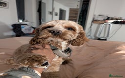 Cavapoo dogs for stud: Cavapoo for Stud - Image 2