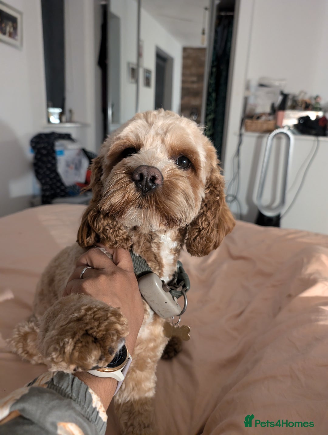 Cavapoo dogs for stud: Cavapoo for Stud - Image 2