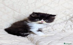 Persian cats for sale: Persian kittens  - Image 6