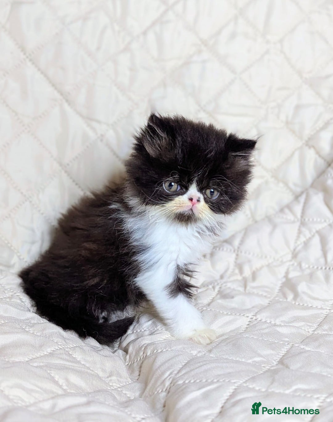 Persian cats for sale: Persian kittens  - Image 6