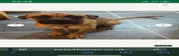 Mixed Breed dogs for sale: Boxer cross  in Herne Bay - Advert 1