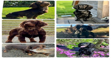 Sprocker dogs - Advert 2