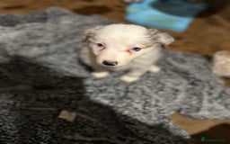 Border Collie dogs for sale: Merle Collie pups - Advert 4
