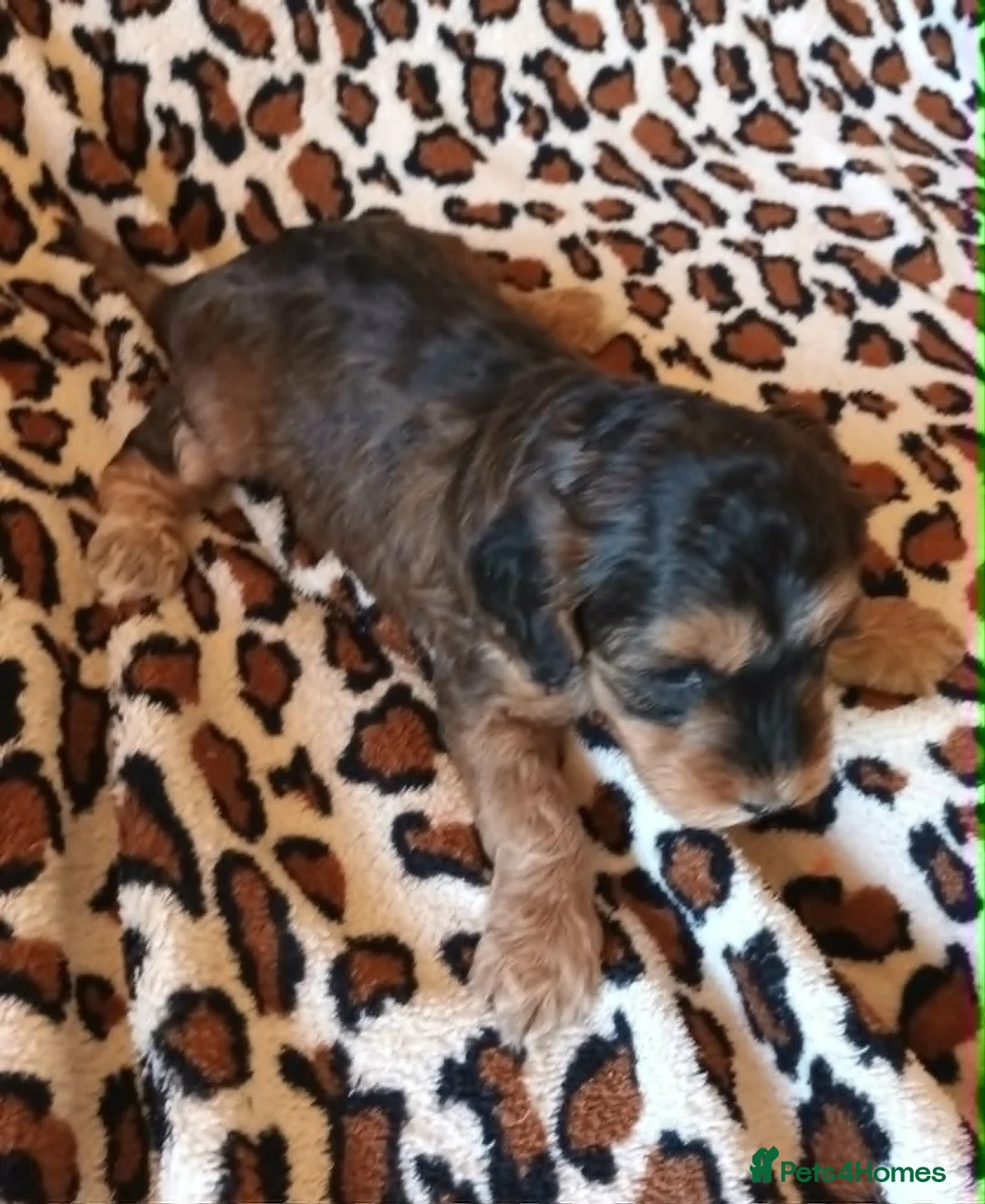 Cockapoo dogs for sale: STUNNING F1b COCKAPOO FROM 5* LICENCED BREEDER - Advert 2