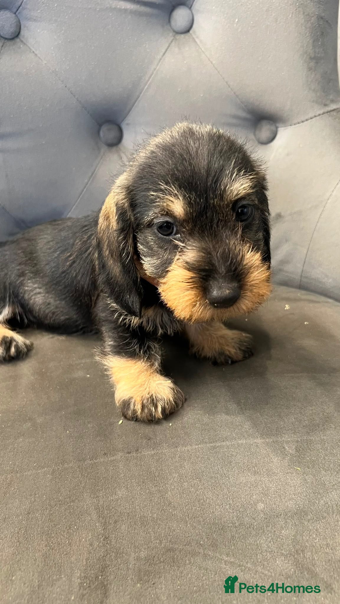 Miniature Dachshund dogs miniature dachound teckels  - Advert 1