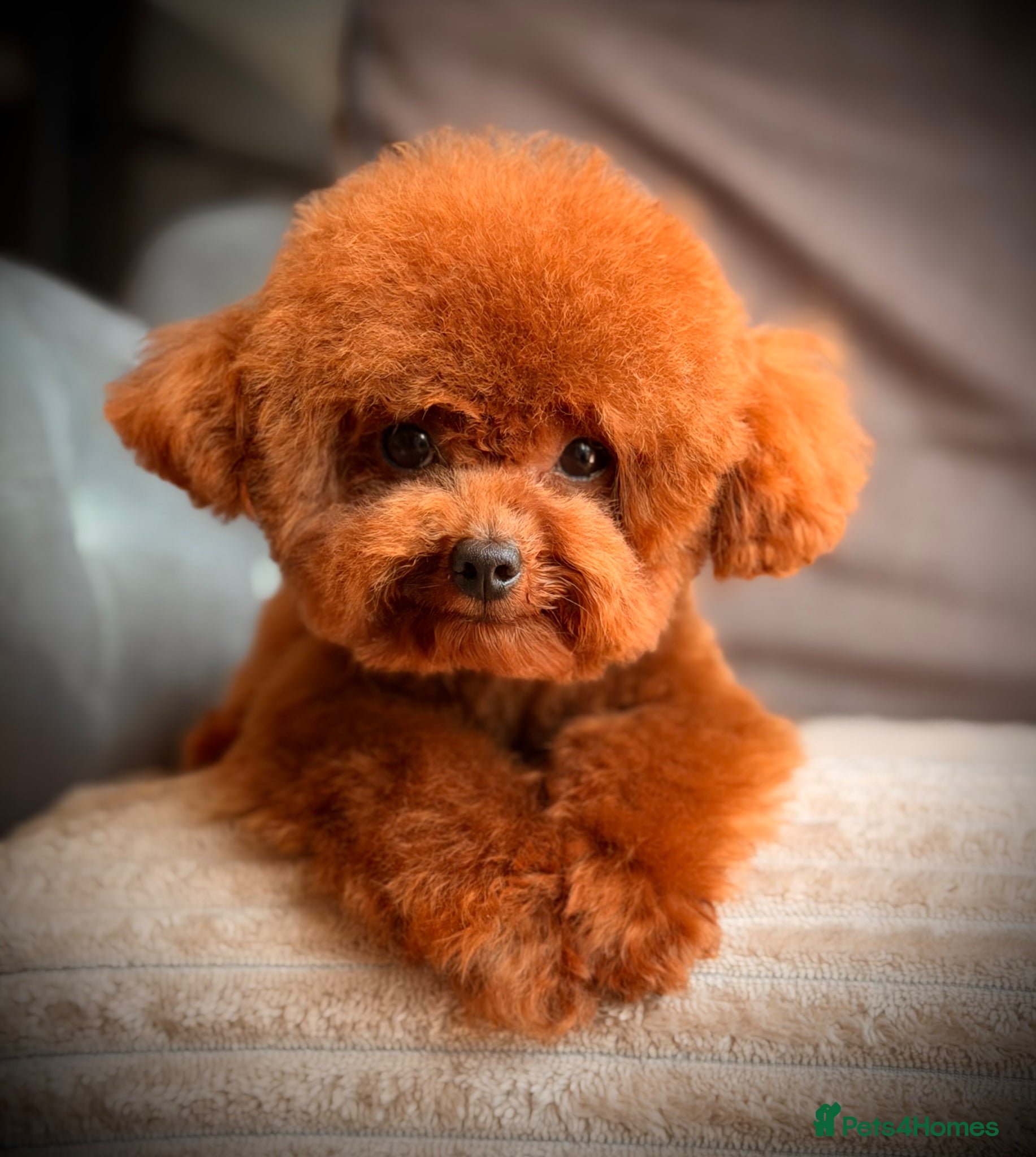 Toy Poodle dogs  🍒 Tiny Red Asian Poodle for Stud 🍒 - Advert 16