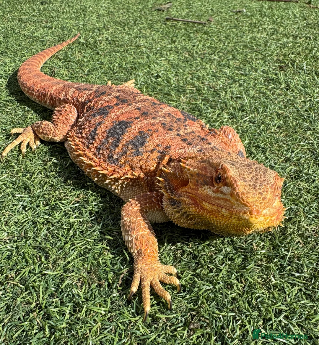 Bearded Dragon reptiles for sale:  Bearded Dragon + Whole set up.  - Advert 2