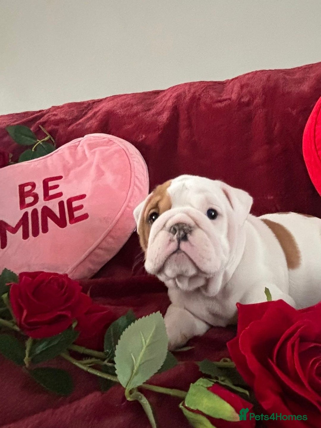 English Bulldog dogs for sale: Champion Sired KC Reg Bulldog Puppies  - Advert 4