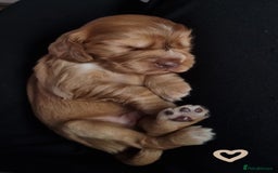 Cocker Spaniel dogs for sale: Charming English Show Cocker Spaniel Puppies  - Advert 8