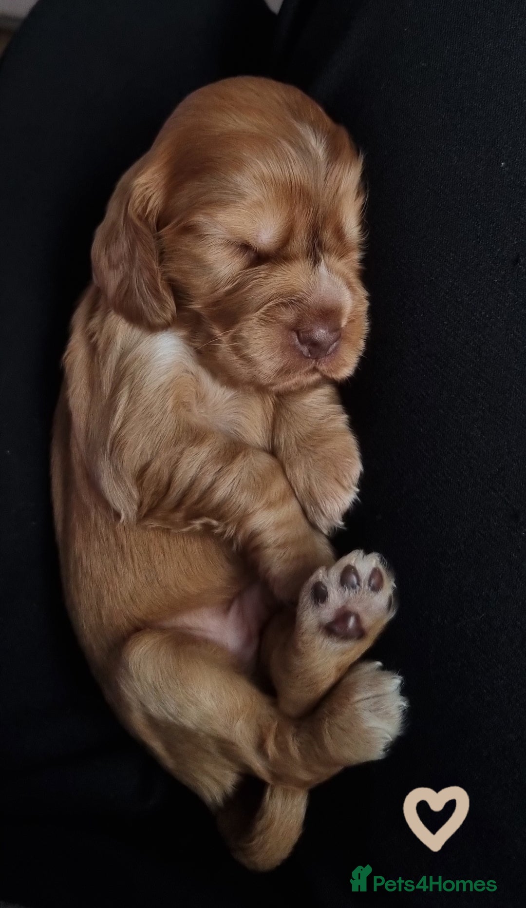 Cocker Spaniel dogs for sale: Charming English Show Cocker Spaniel Puppies  - Advert 8