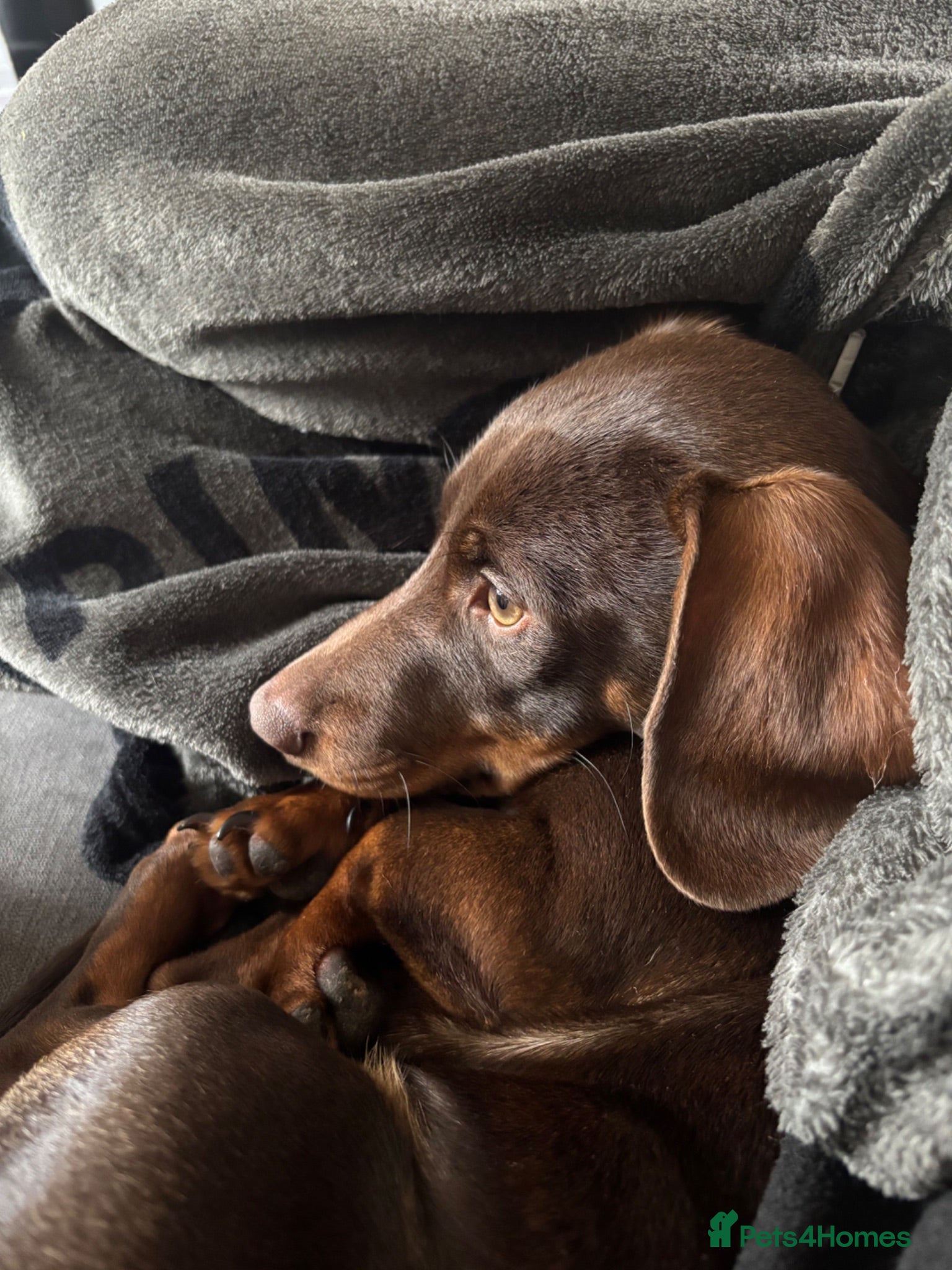 Miniature Dachshund dogs Miniature Dachshund Male  - Advert 1