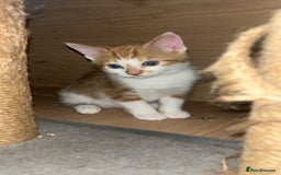 British Shorthair cats for sale: Beautiful kittens - Image 3