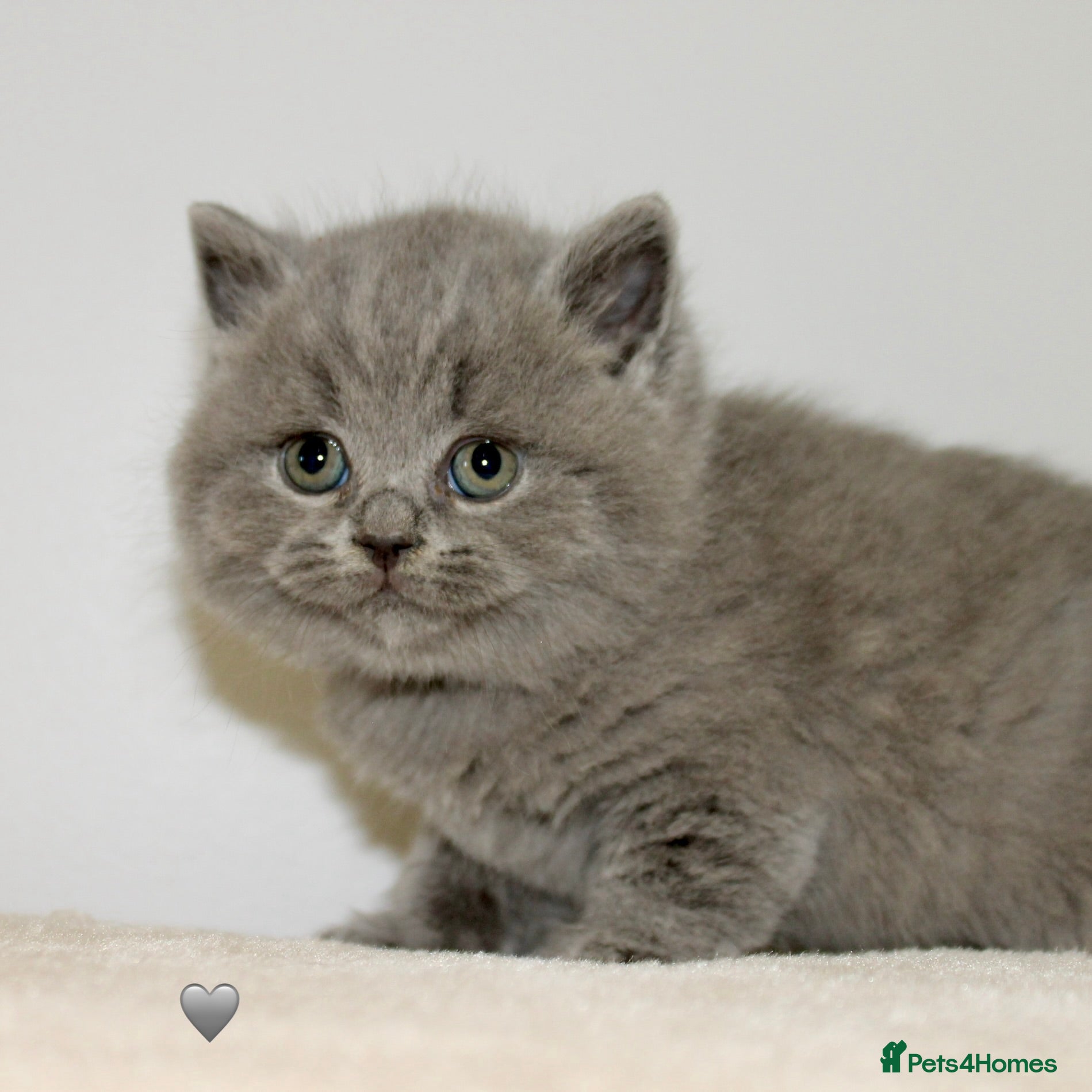 British Shorthair cats for sale: Gccf British Blue kittens  - Advert 16