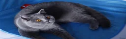 British Shorthair cats for sale: 🧸 Stunning GCCF BSH Female Champion Bloodlines ✨ - Advert 15