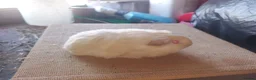 Guinea Pig rodents for sale: Sheltie sows - Advert 2