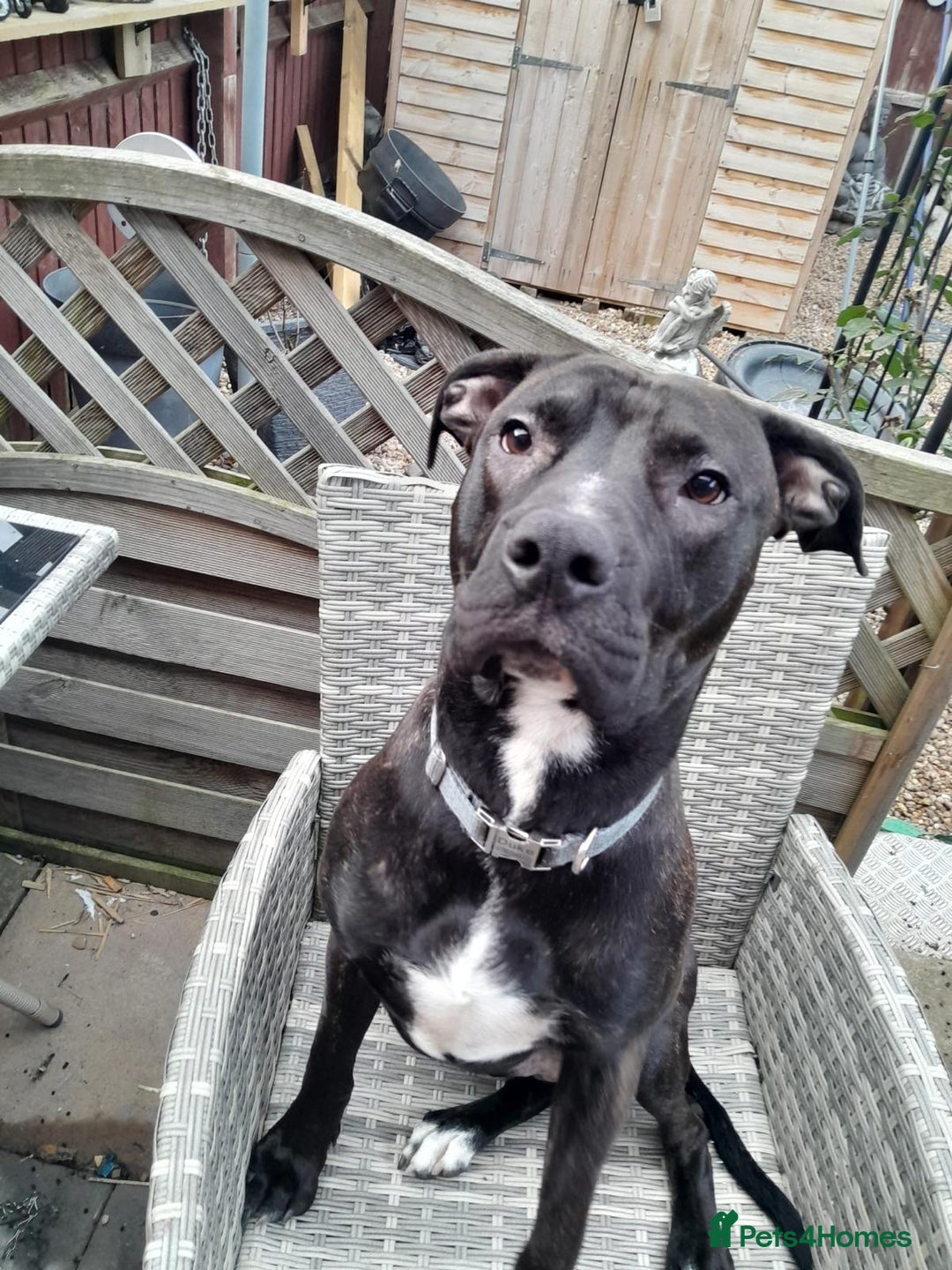 Mixed Breed dogs for sale: Loving staffies cross  - Image 3