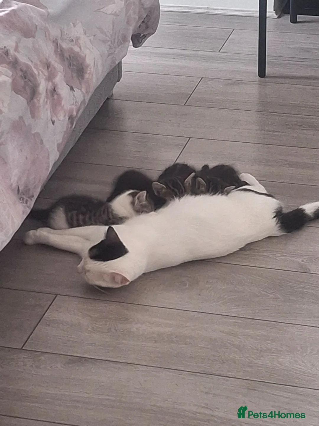 Domestic Shorthair cats for sale: 4 Beautiful Kittens – Available to Reserve Now 🐾 - Advert 1