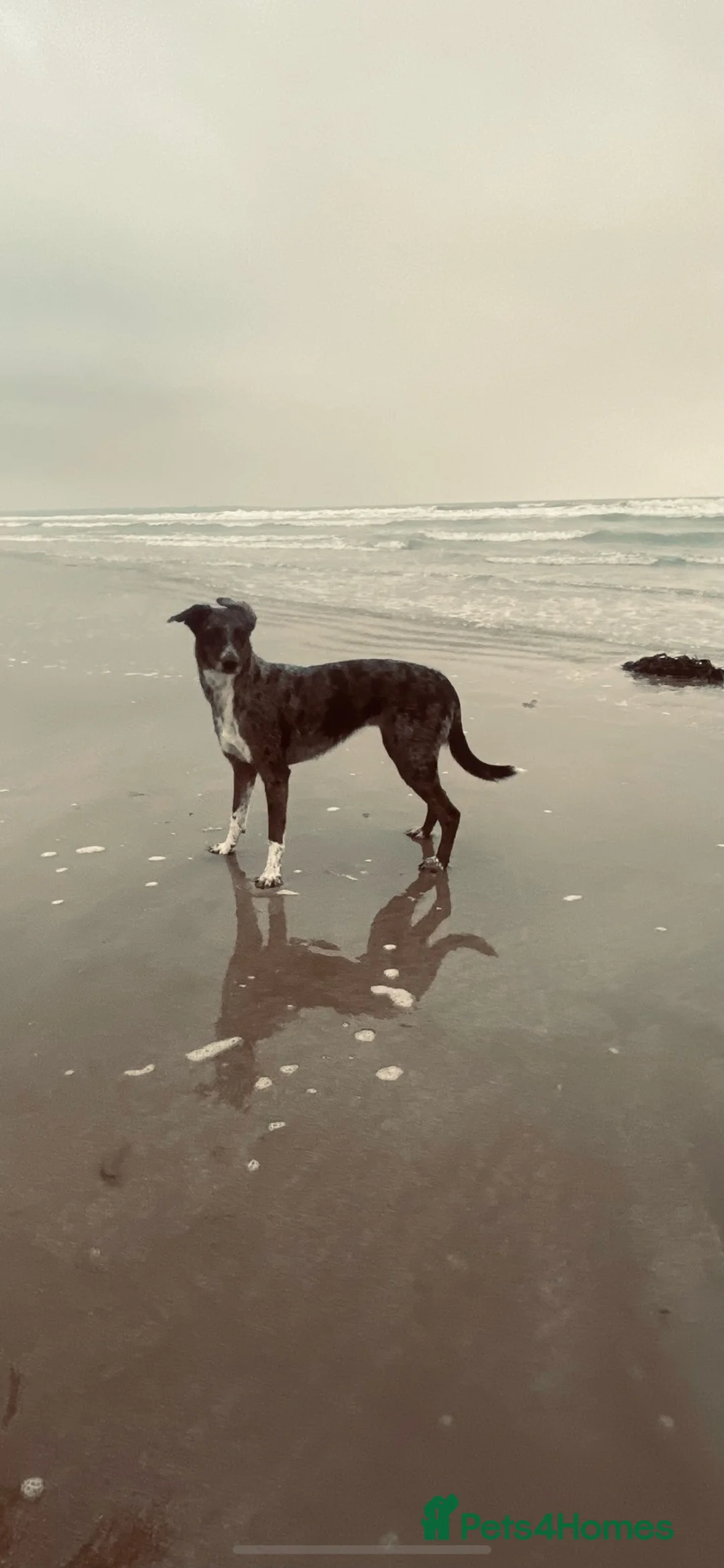 Lurcher dogs for sale: Stunning lurcher puppies  in Leicester - Advert 7